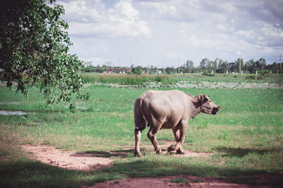 Horse standing in a field