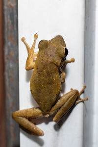 Close-up of crab on wall