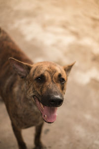 Portrait of dog sticking out tongue