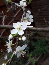 Close-up of white cherry blossoms in spring