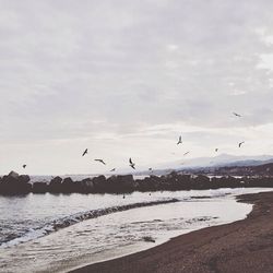 Seagull flying over sea