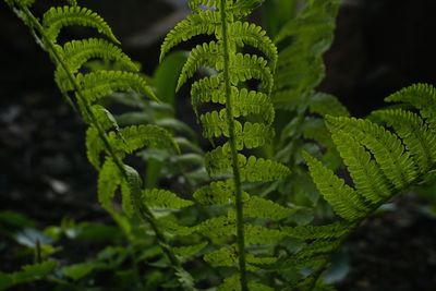 Close-up of succulent plant leaves