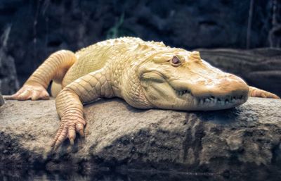 Close-up of a lying in zoo