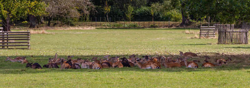 View of sheep on grassy field