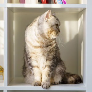 Close-up of cat looking away