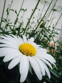 Close-up of daisy flowers