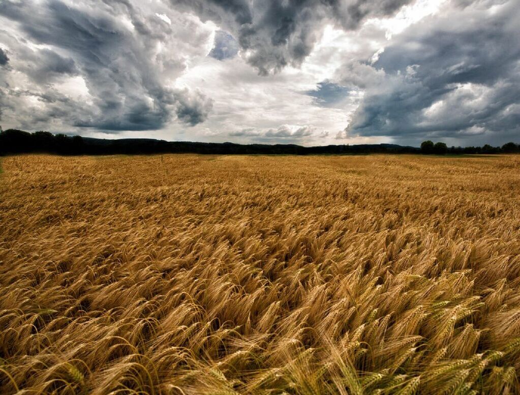 field, agriculture, sky, rural scene, landscape, tranquil scene, farm, tranquility, crop, cloud - sky, growth, scenics, nature, beauty in nature, cloud, grass, cloudy, cultivated land, horizon over land, cereal plant