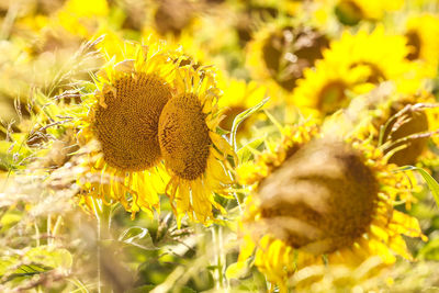 Close-up of sunflower on field