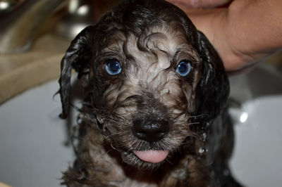 Close-up portrait of puppy