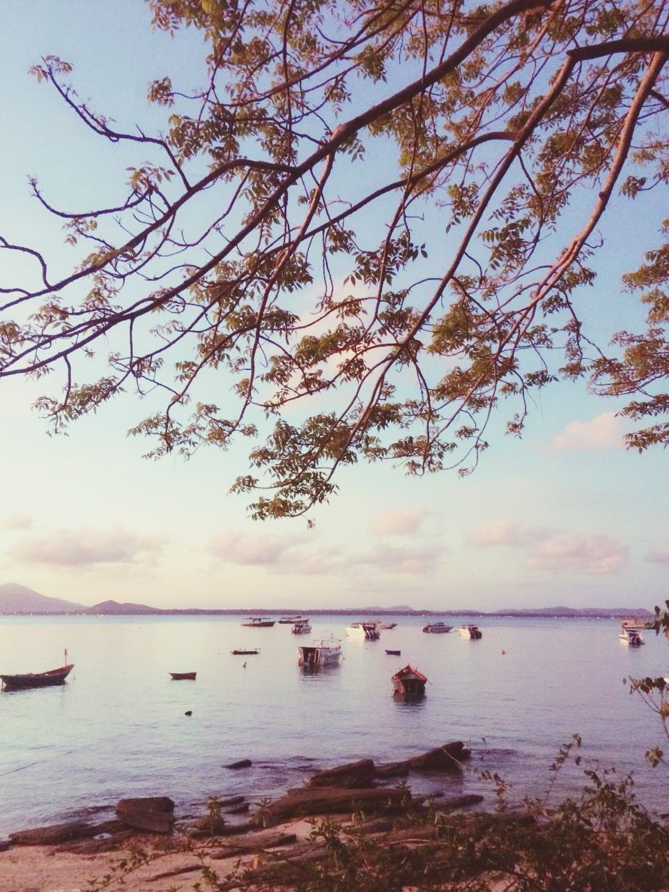 water, nautical vessel, tree, boat, tranquility, tranquil scene, sky, scenics, transportation, beauty in nature, mode of transport, nature, sea, branch, sunset, moored, lake, idyllic, outdoors, horizon over water