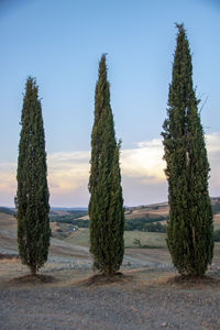 Trees growing on field against sky