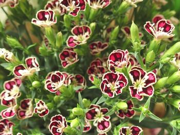 Close-up of pink flowers