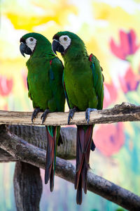 Two cute green parrots feeding each other