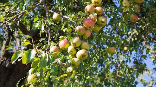 Low angle view of apples on tree