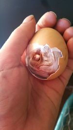 Cropped shot of hand holding baby chicken hatching from egg