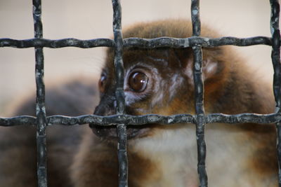 Close-up of monkey outdoors