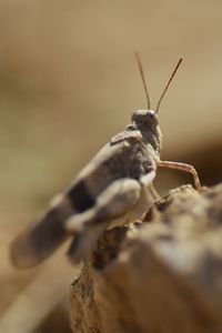Close-up of insect
