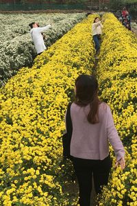 Rear view of woman standing in sunflower field