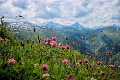 Close-up of flowering plants on land against cloudy sky