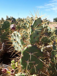 Close-up of cactus growing on field against sky