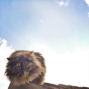 Low angle view of cat against sky