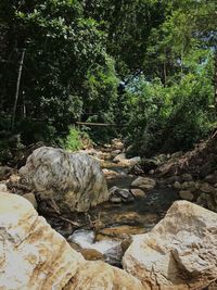 Rocks and trees in forest