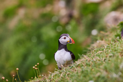 Fratercula puffin in saltee island ireland. in the process of migration 