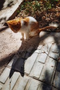 High angle view of cat shadow on footpath