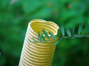 Close-up of yellow tube behind plant