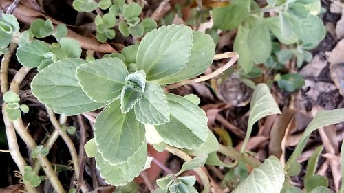 Close-up of plants