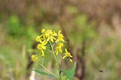 Close-up of yellow flowering plant