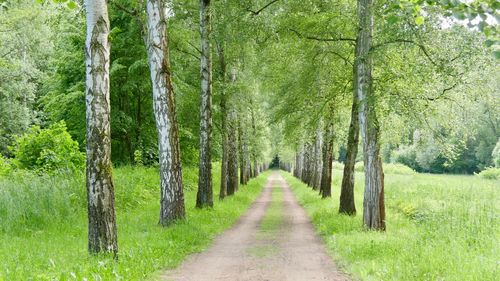 Footpath amidst trees in forest