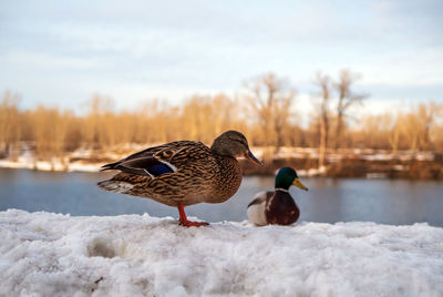 Duck and drake are sitting on the snow near the river. pair of birds. winter shoot. close-up.