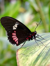 Close-up of butterfly perching on leaf