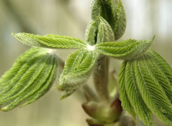 Close-up of fresh green leaves