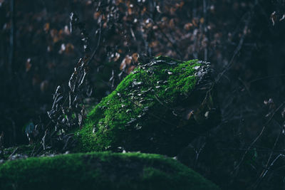 Close-up of plant growing on field