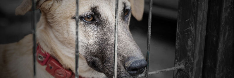 Dog in animal shelter waiting for adoption. dog behind the fences. dog in animal shelter cage.