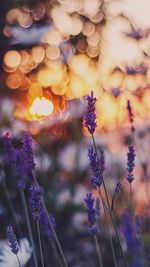 Close-up of purple flowers on tree