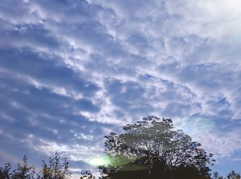Low angle view of sunlight streaming through tree against sky