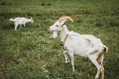 Sheep standing in a field