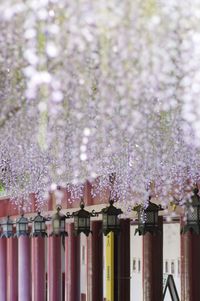 View of cherry blossom from plant