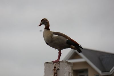 bird