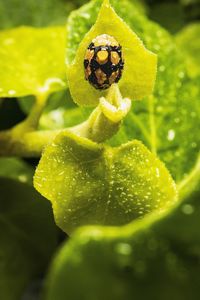 Close-up of insect on flower