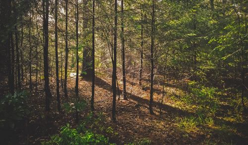 Trees in forest