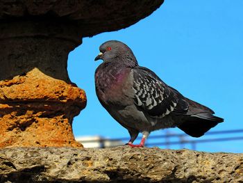 Low angle view of pigeon perching on rock