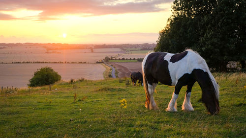 Horse grazing in field against sunset sky