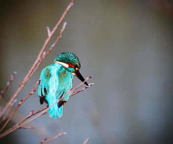 Close-up of kingfisher perching on twig