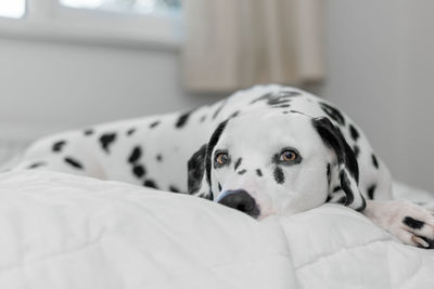 Close-up of dog on bed