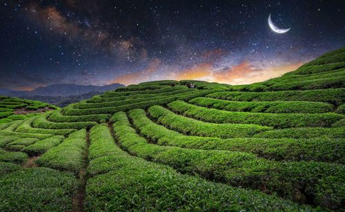 Scenic view of agricultural field against sky at night