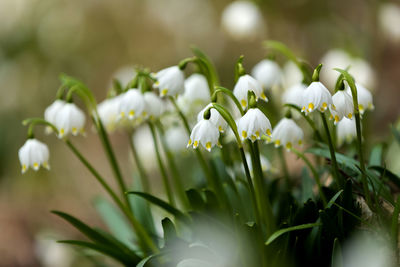 Close-up of white flowering plants